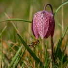 Schachbrettblume oder Frittilaria Meleagris