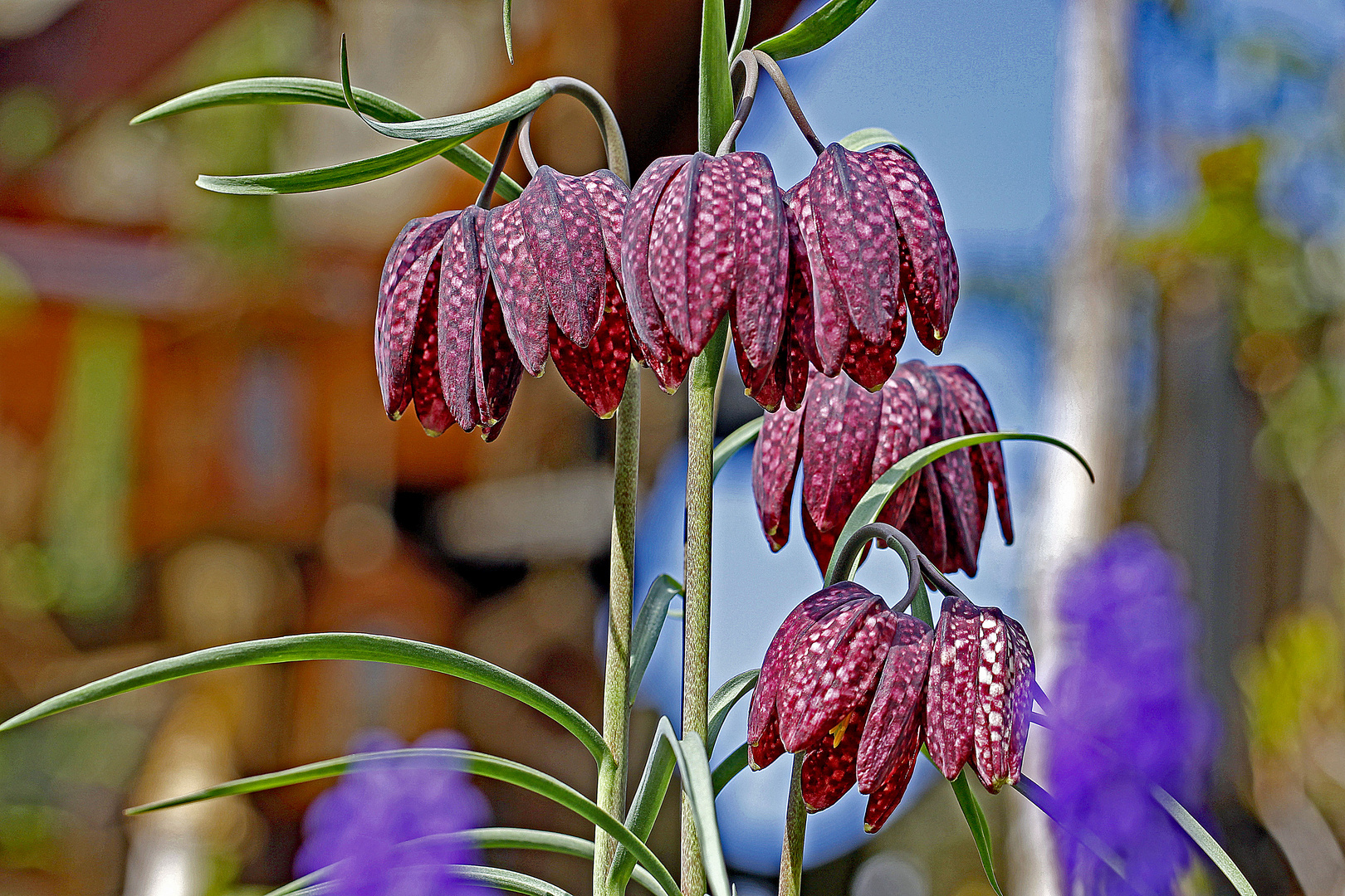 Schachbrettblume, Quartett im Doppelpack