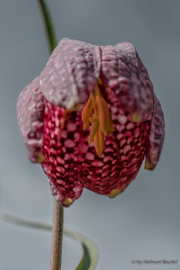 Schachbrettblume rot - Einblick