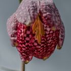 Schachbrettblume rot - Einblick