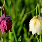 Schachbrettblume (Rot-Weiß)