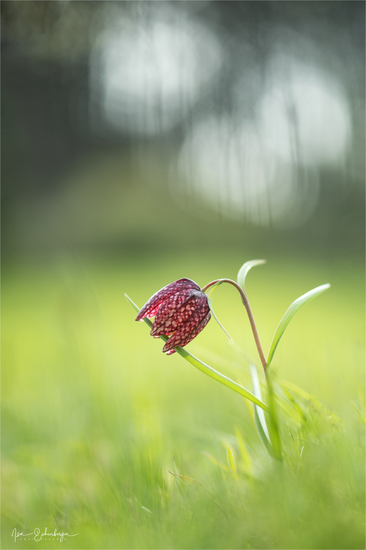 Schachbrettblume rote Variante