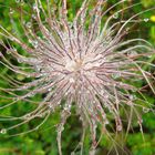 Schachbrettblume Samenstand mit Tauperlen. China/Tibet