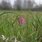 Schachbrettblume - Schachblume - Kibitzei (Fritillaria meleagris)