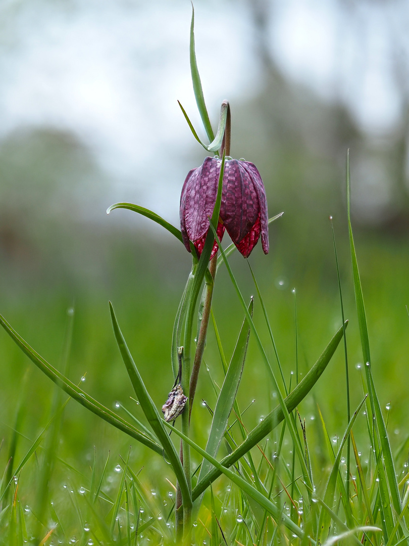 Schachbrettblume solo