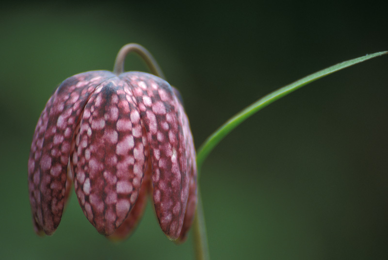 Schachbrettblume - Stilleben