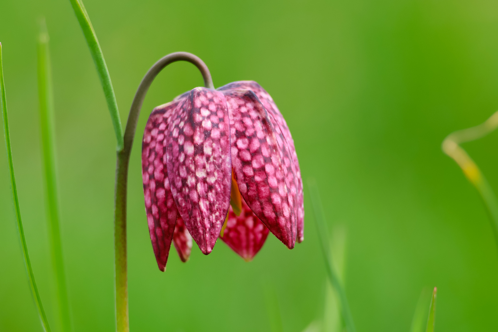 Schachbrettblume vom nahen