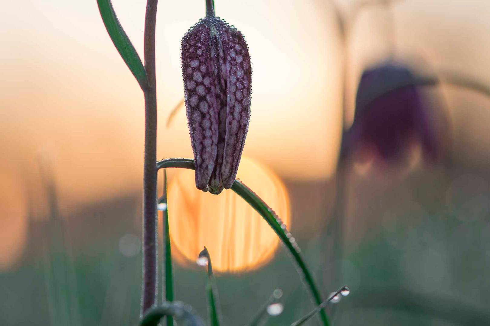 Schachbrettblume vor dem Sonnenaufgang