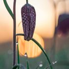 Schachbrettblume vor dem Sonnenaufgang