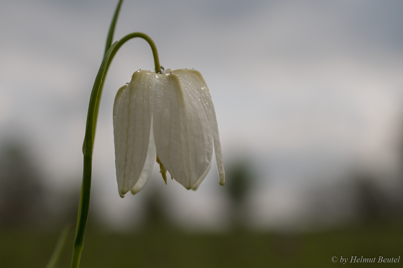 Schachbrettblume - weiß