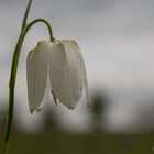 Schachbrettblume - weiß