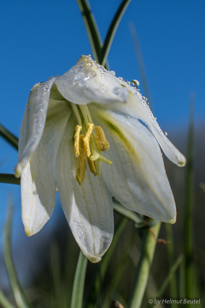 Schachbrettblume weiß - Einblick