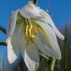 Schachbrettblume weiß - Einblick