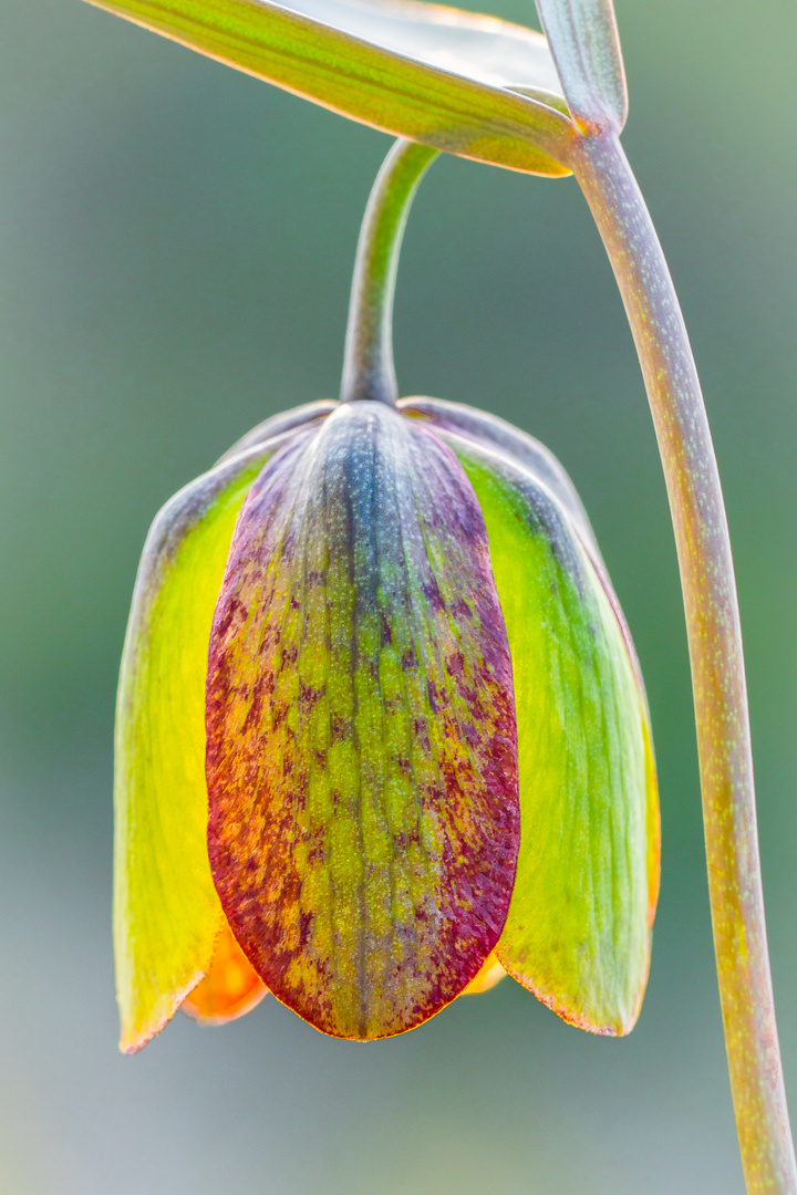 Schachbrettblume (wild)