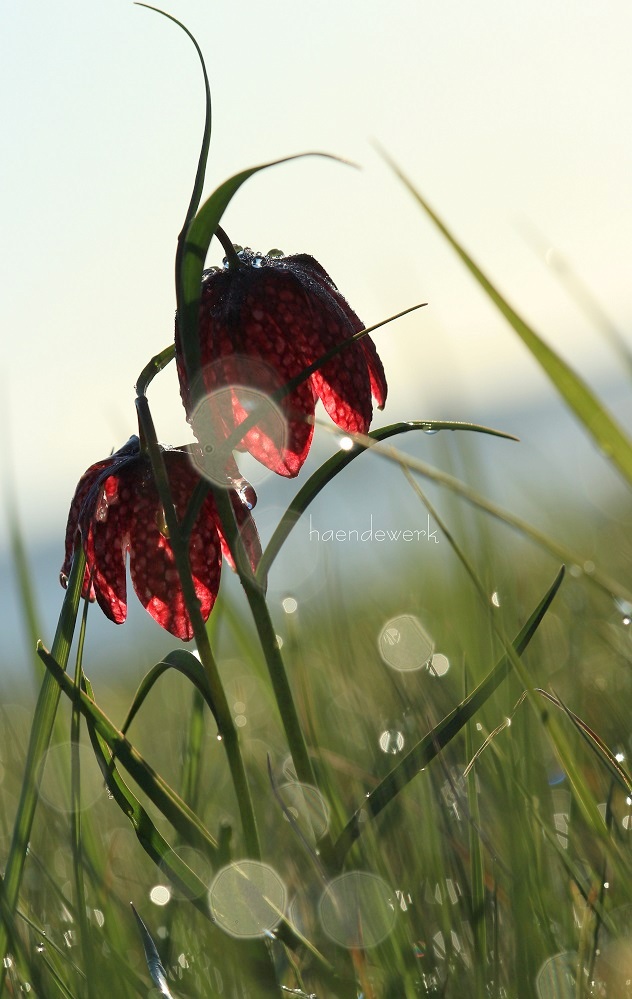 Schachbrettblume wild