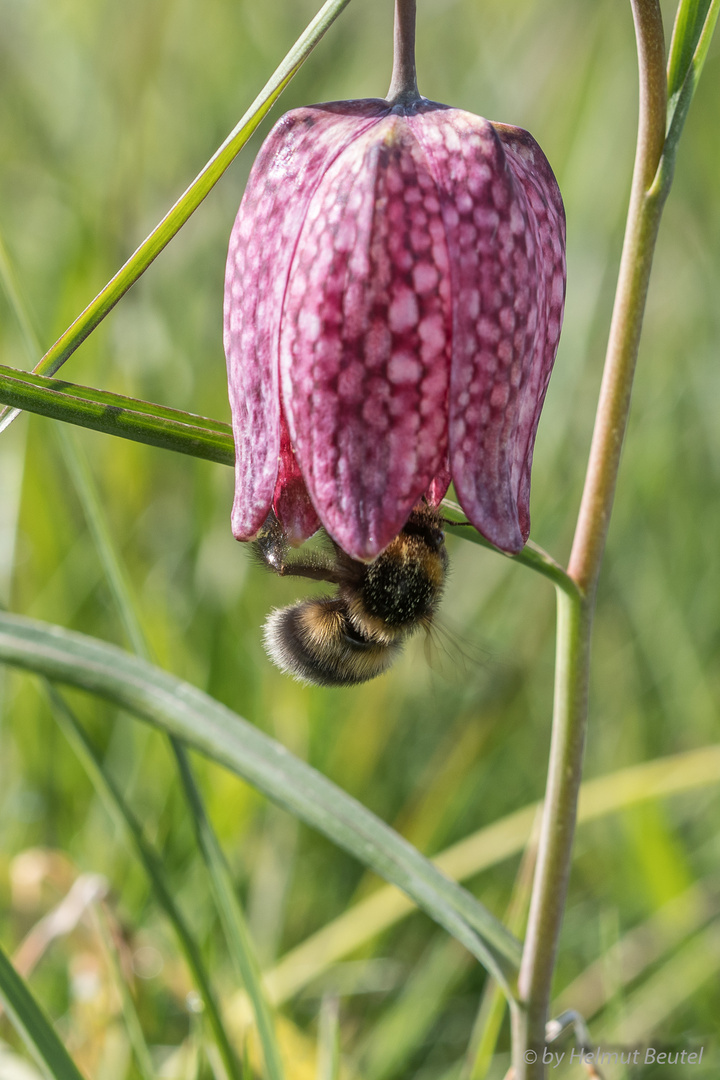 Schachbrettblume zum Frühstück