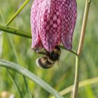 Schachbrettblume zum Frühstück