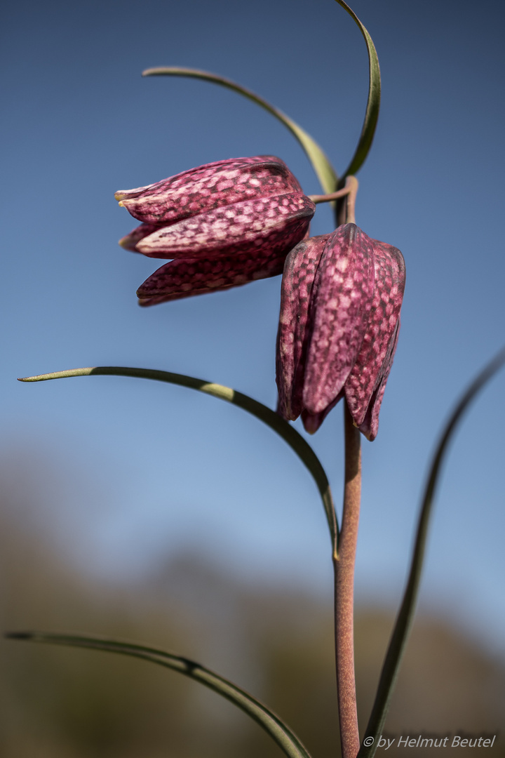 Schachbrettblume - Zwillinge 1