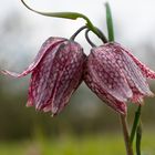 Schachbrettblume - Zwillingsblüte