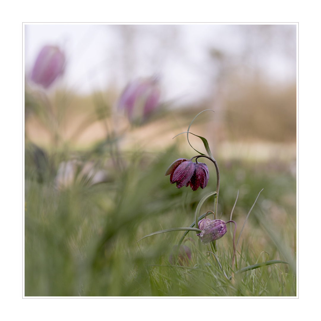 Schachbrettblumen