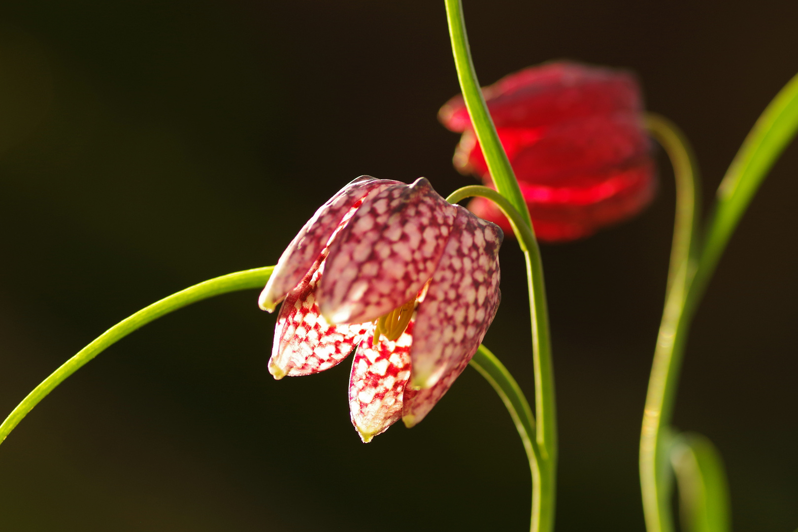 Schachbrettblumen