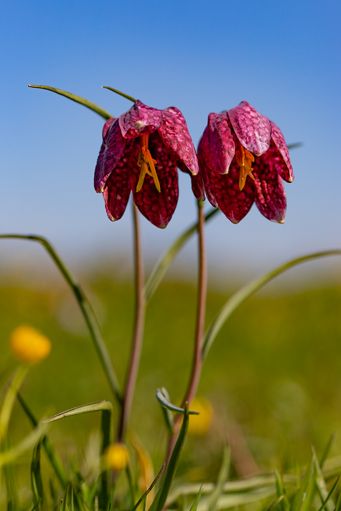 * Schachbrettblumen*