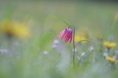 Schachbrettblumen 1