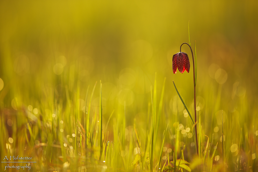 Schachbrettblumen