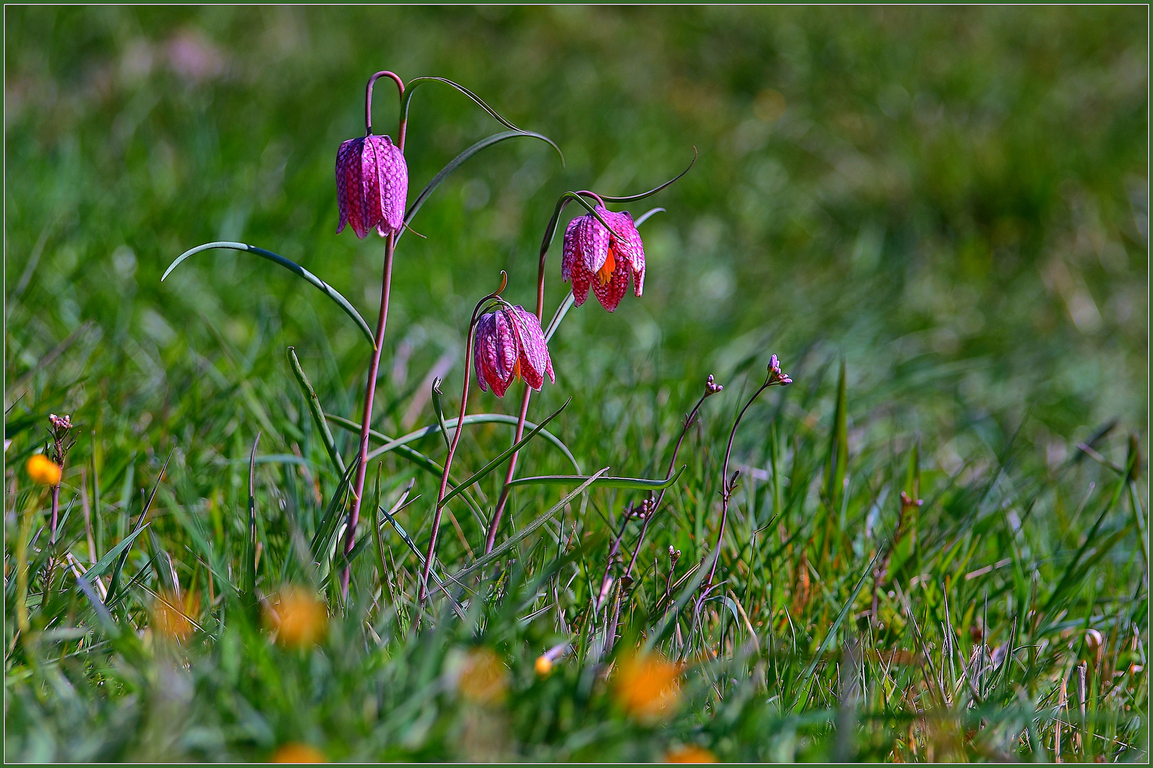 Schachbrettblumen 2020