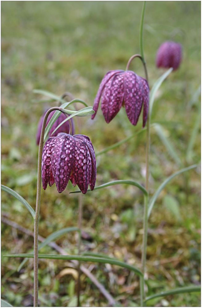 Schachbrettblumen.