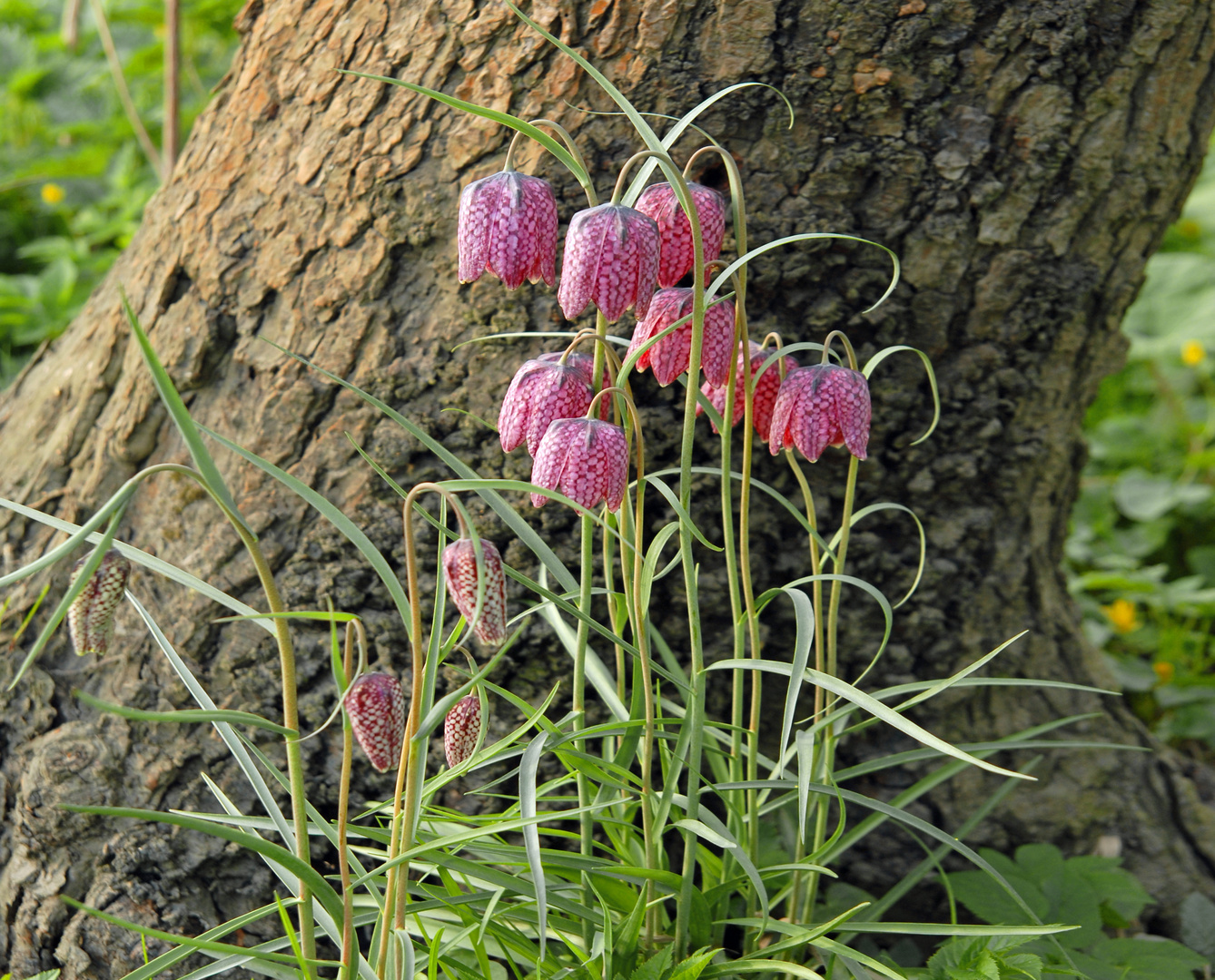 Schachbrettblumen