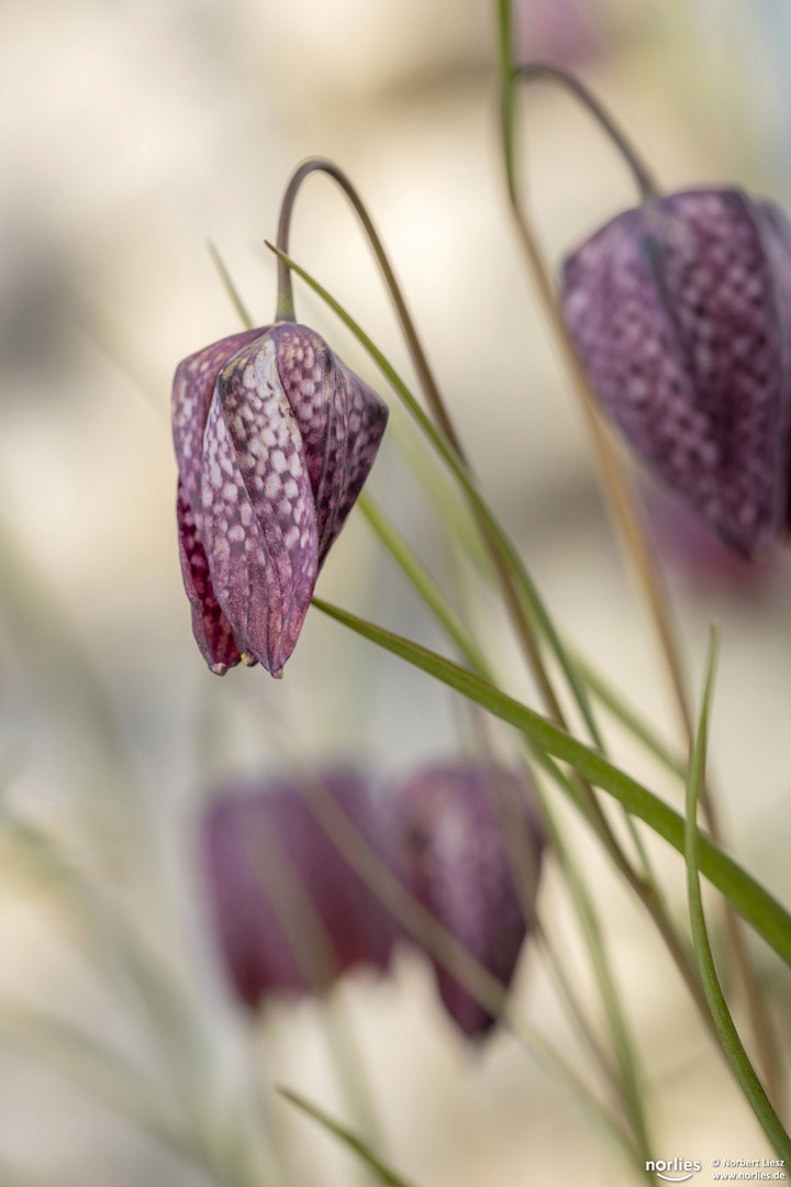 Schachbrettblumen