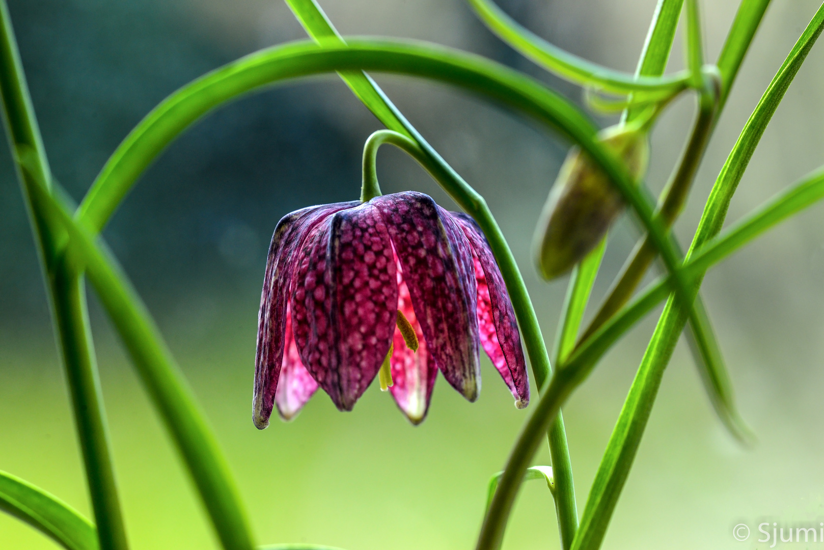 Schachbrettblumen