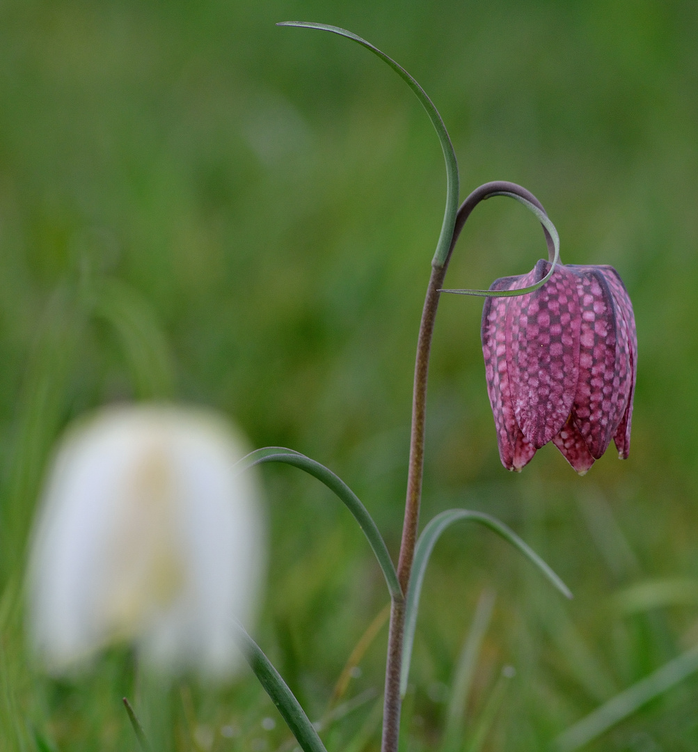 Schachbrettblumen 3