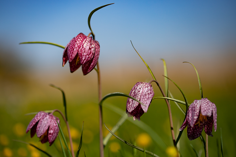 Schachbrettblumen...