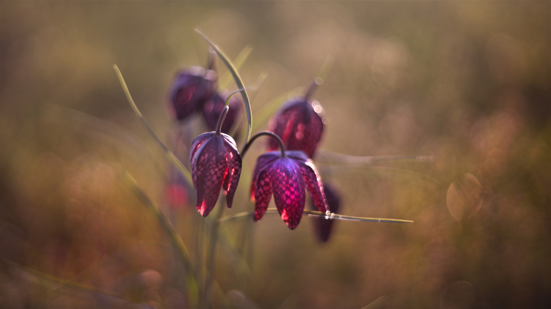 Schachbrettblumen