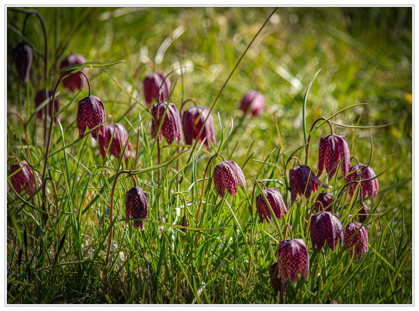 Schachbrettblumen