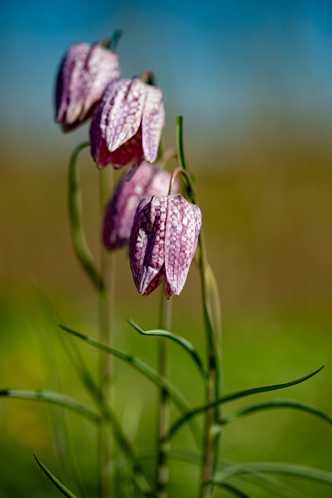 Schachbrettblumen