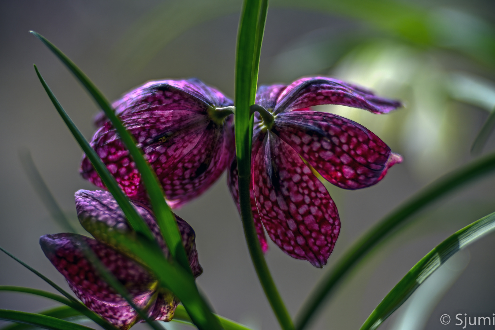 Schachbrettblumen