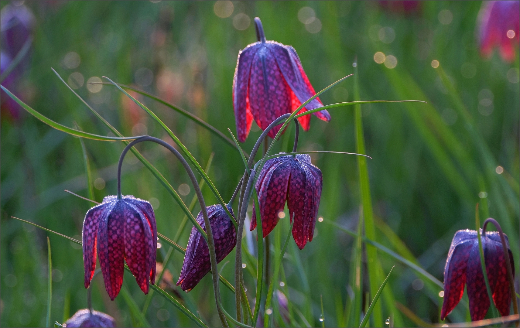 Schachbrettblumen&hellip; Foto &amp; Bild natur, frühblüher