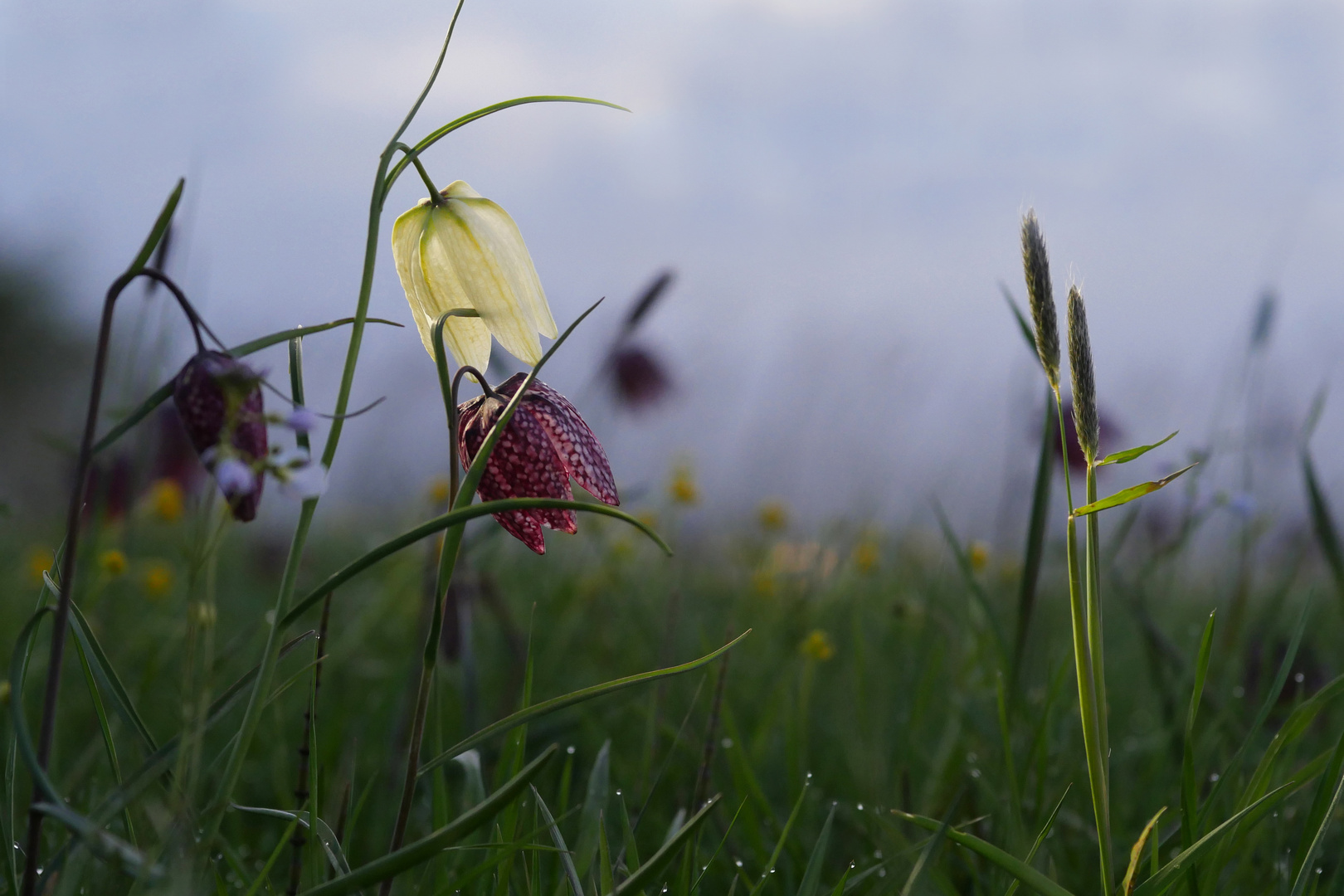 Schachbrettblumen