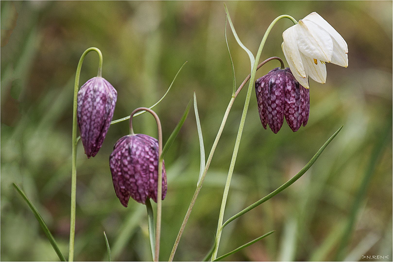 Schachbrettblumen