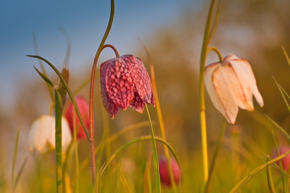 Schachbrettblumen