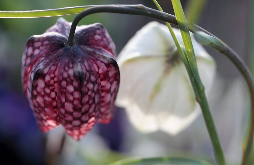 Schachbrettblumen