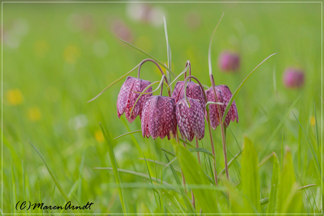 Schachbrettblumen