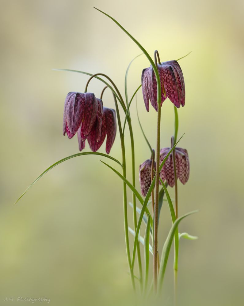 Schachbrettblumen 