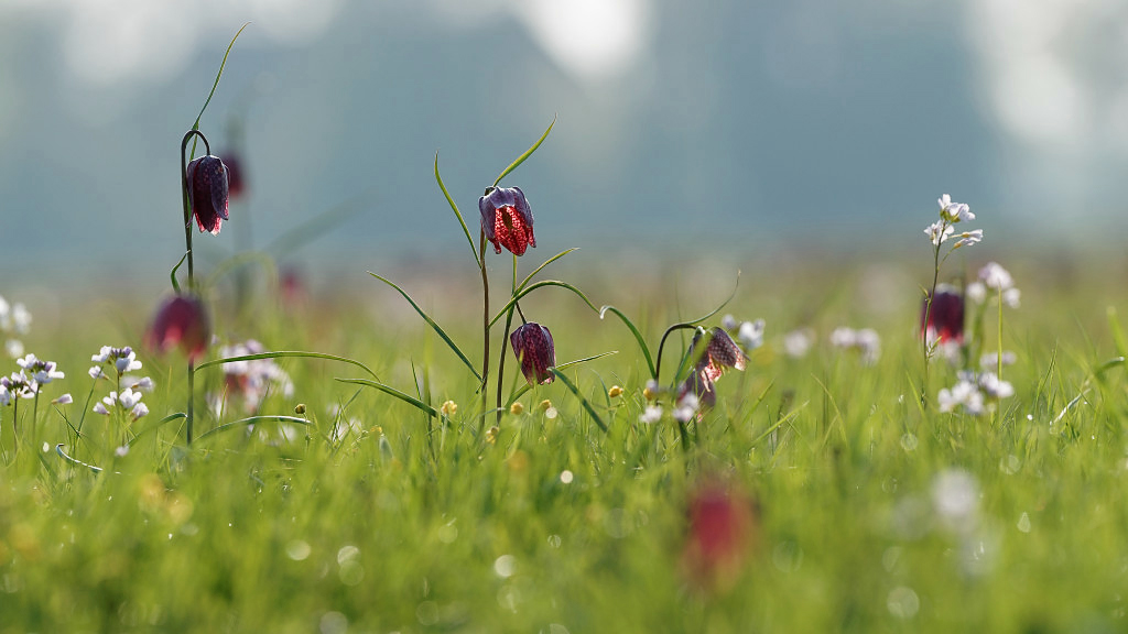 Schachbrettblumen