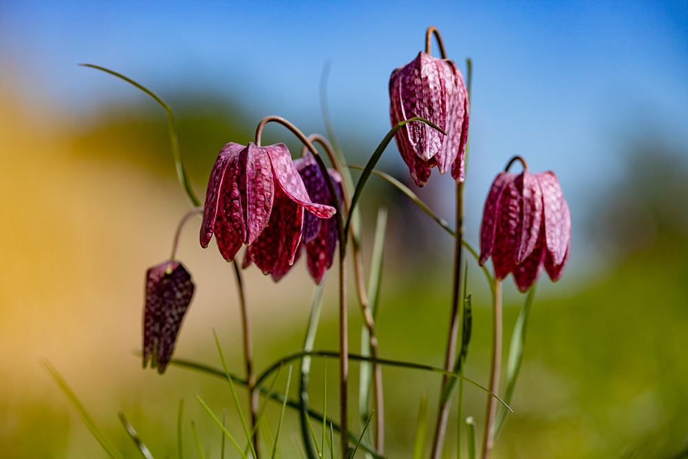 ~Schachbrettblumen~