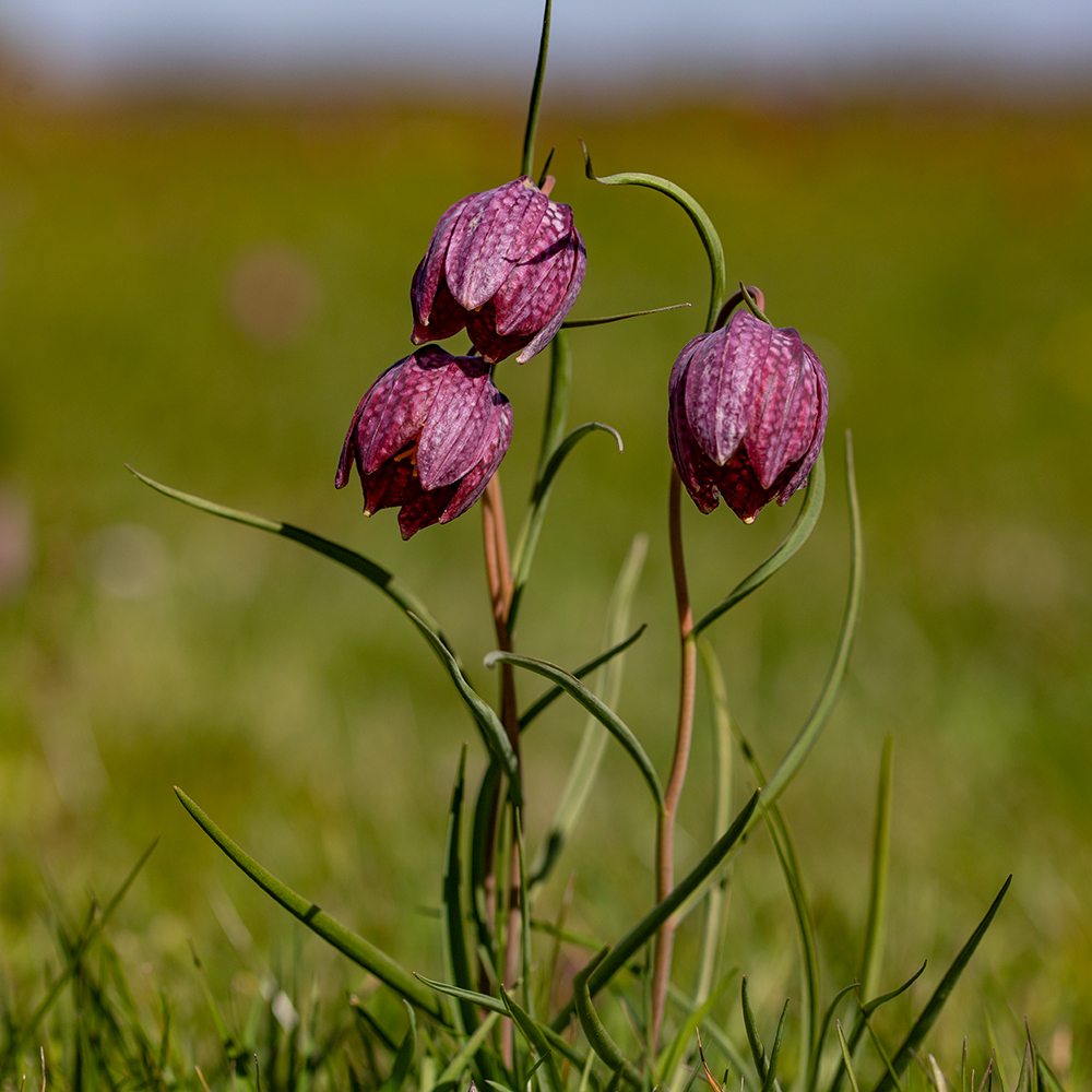 |Schachbrettblumen|