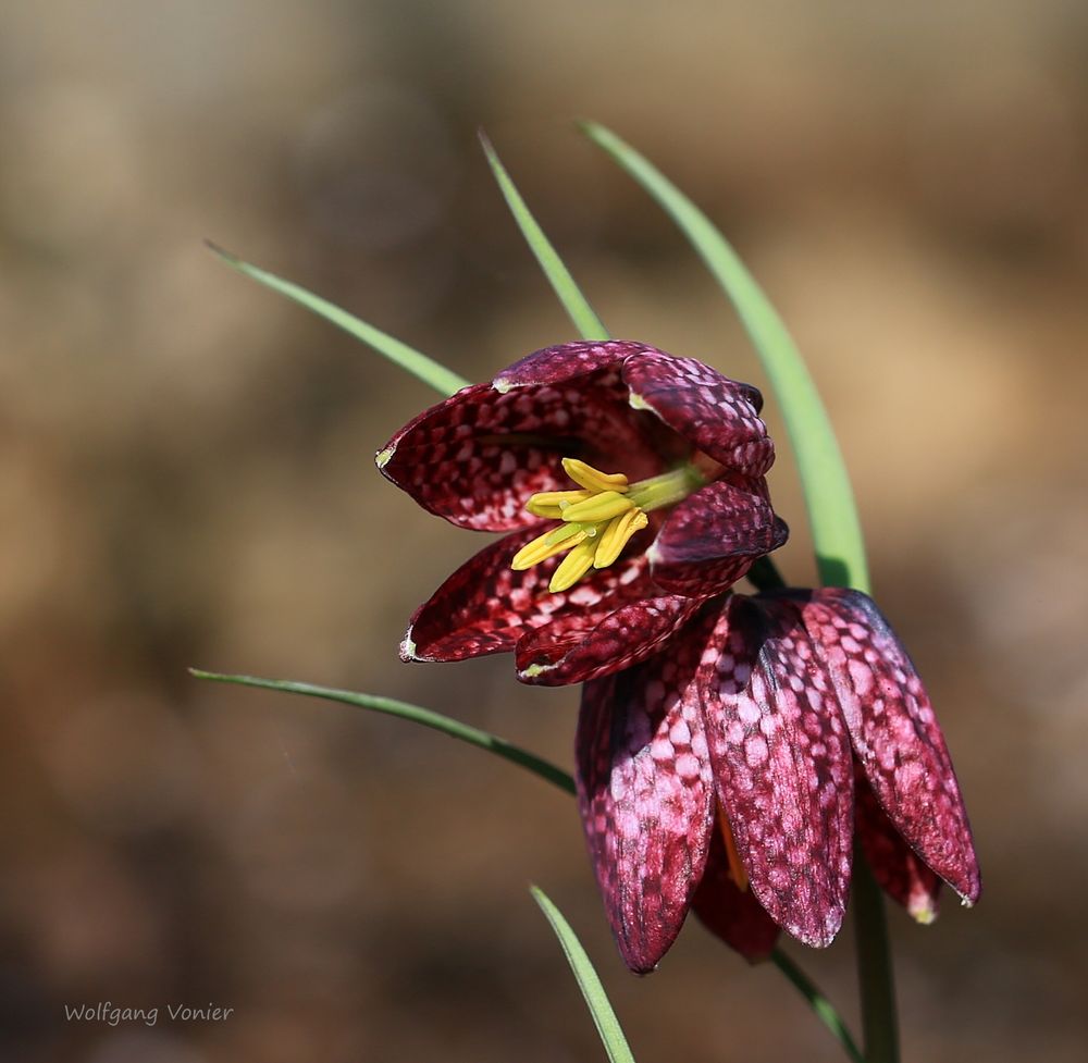 Schachbrettblumen